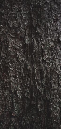 tree bark Wallpaper 1440x3040