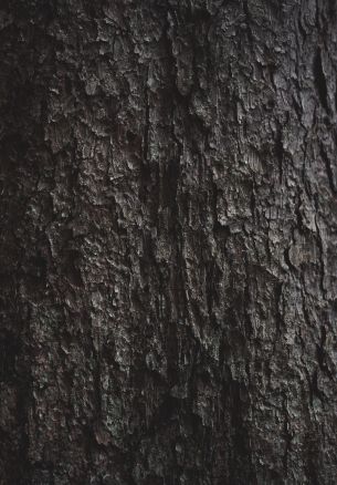 tree bark Wallpaper 1640x2360