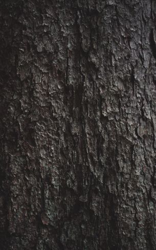 tree bark Wallpaper 1600x2560