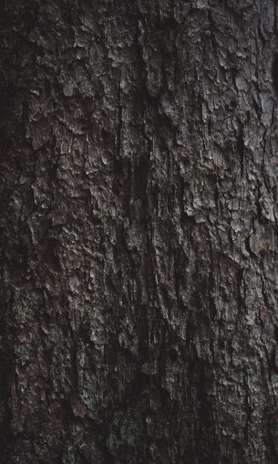 tree bark Wallpaper 1200x2000