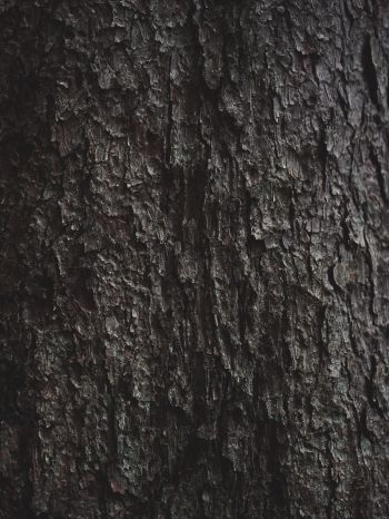 tree bark Wallpaper 1668x2224