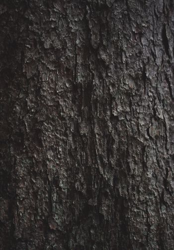 tree bark Wallpaper 1668x2388