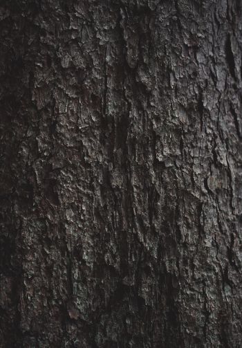 tree bark Wallpaper 1640x2360