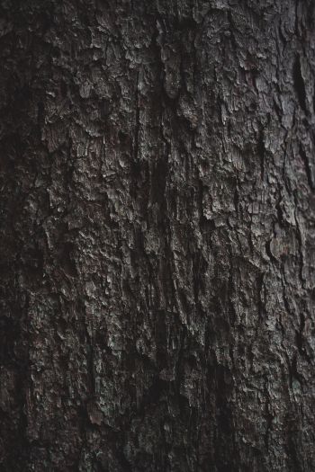tree bark Wallpaper 640x960