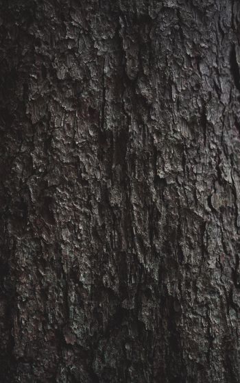 tree bark Wallpaper 1752x2800