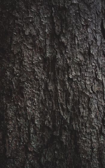 tree bark Wallpaper 1600x2560