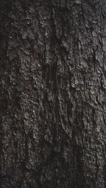 tree bark Wallpaper 640x1136