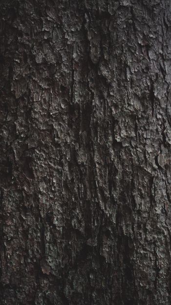 tree bark Wallpaper 1440x2560