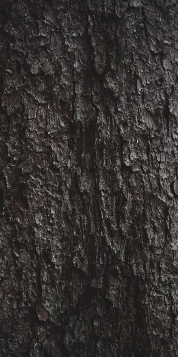 tree bark Wallpaper 720x1440