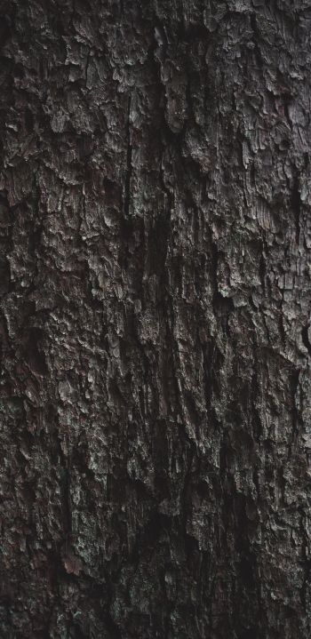 tree bark Wallpaper 1080x2220