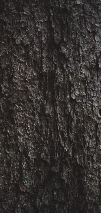 tree bark Wallpaper 720x1520