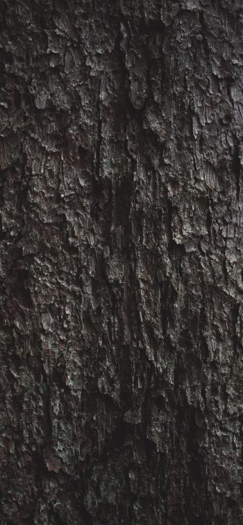 tree bark Wallpaper 1284x2778