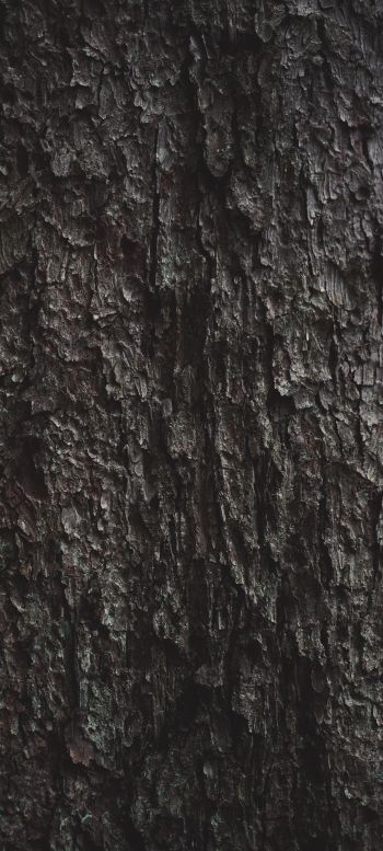 tree bark Wallpaper 1080x2400