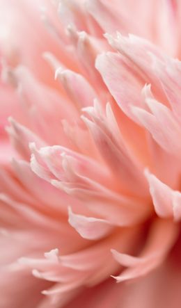 petals, bloom Wallpaper 600x1024