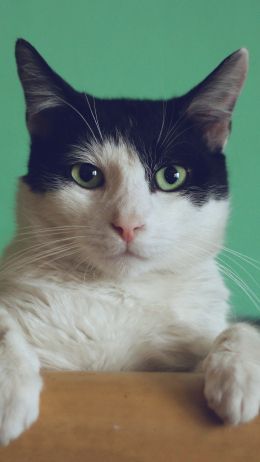 cat, green eyes Wallpaper 1440x2560