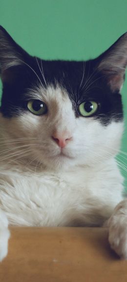 cat, green eyes Wallpaper 1080x2400