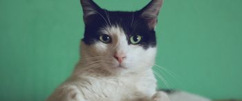 cat, green eyes Wallpaper 2560x1080