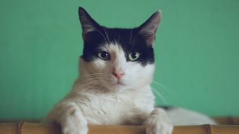 cat, green eyes Wallpaper 1600x900