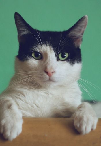cat, green eyes Wallpaper 1640x2360