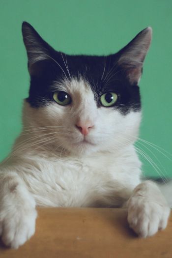 cat, green eyes Wallpaper 640x960