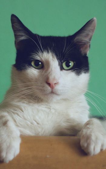 cat, green eyes Wallpaper 800x1280