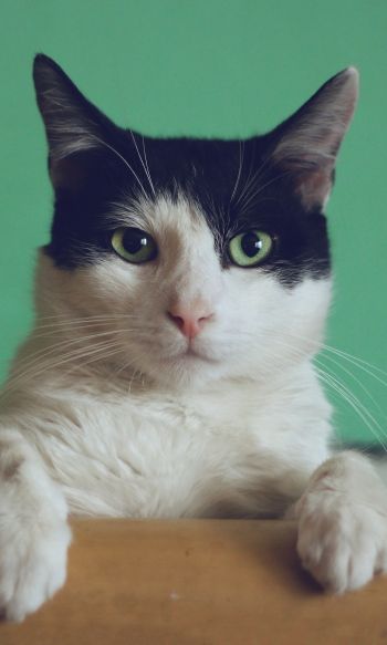 cat, green eyes Wallpaper 1200x2000