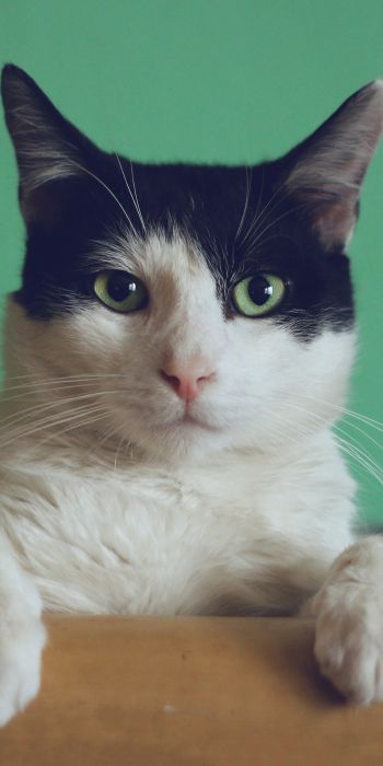 cat, green eyes Wallpaper 720x1440