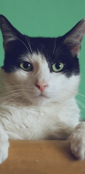 cat, green eyes Wallpaper 1440x2960