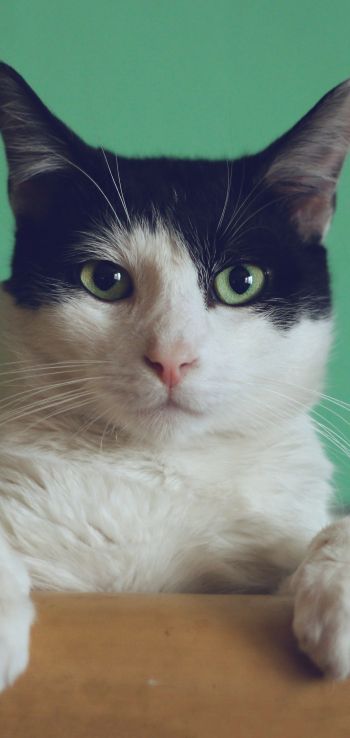 cat, green eyes Wallpaper 1080x2280