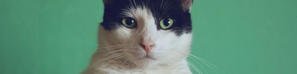 cat, green eyes Wallpaper 1590x400