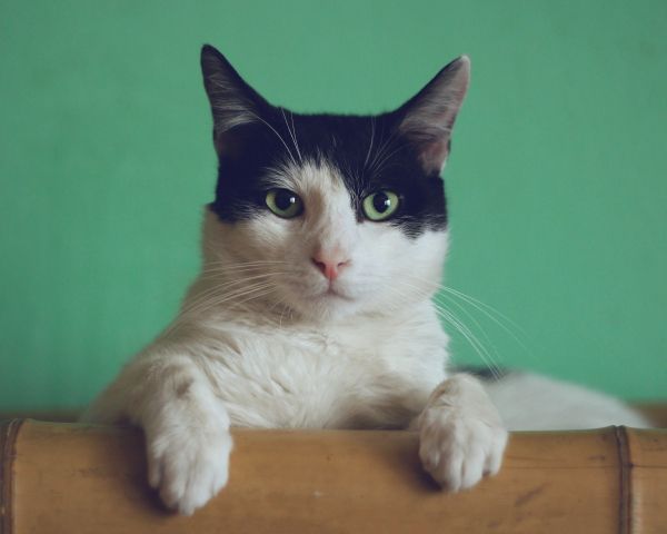 cat, green eyes Wallpaper 1280x1024