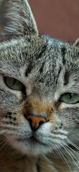 cat, green eyes Wallpaper 1080x2340