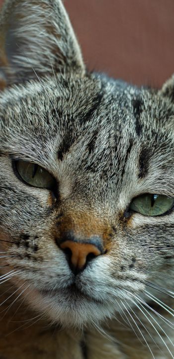 cat, green eyes Wallpaper 1080x2220
