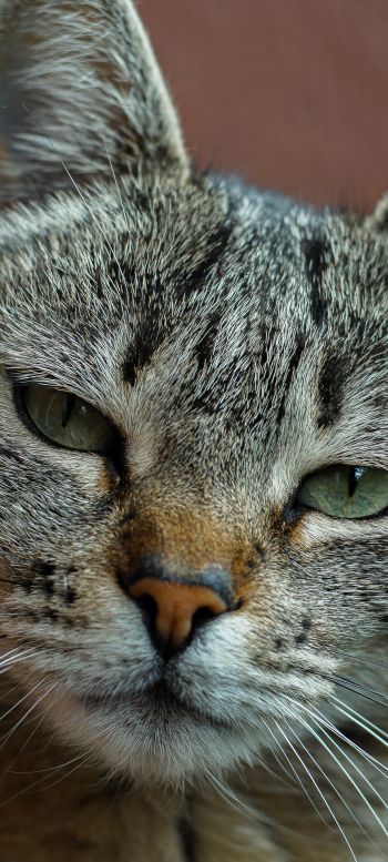 cat, green eyes Wallpaper 1440x3200