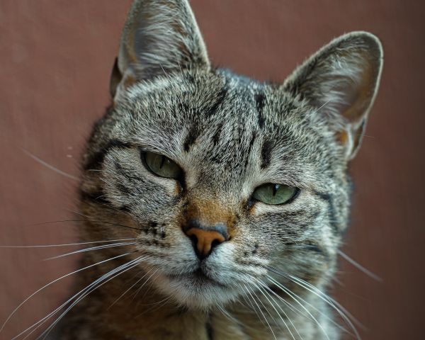 cat, green eyes Wallpaper 1280x1024