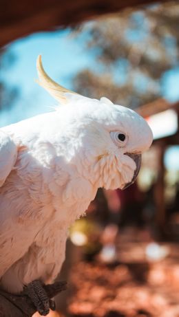 parrot, cockatoo Wallpaper 640x1136