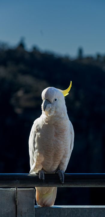 cockatoo, bird Wallpaper 1080x2220