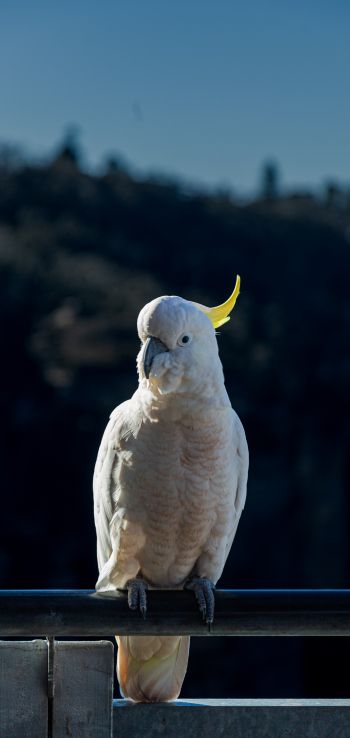 cockatoo, bird Wallpaper 1080x2280