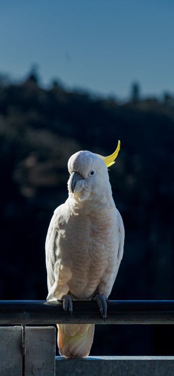 cockatoo, bird Wallpaper 1125x2436