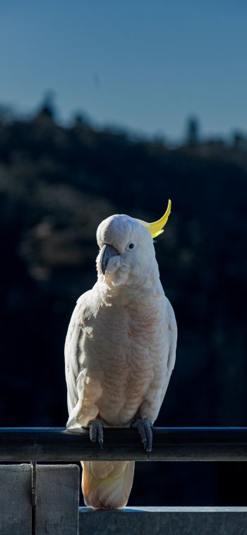 cockatoo, bird Wallpaper 1080x2340