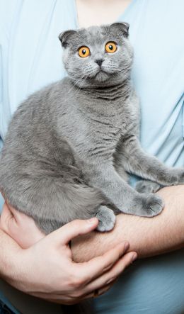 pet, cat Wallpaper 600x1024