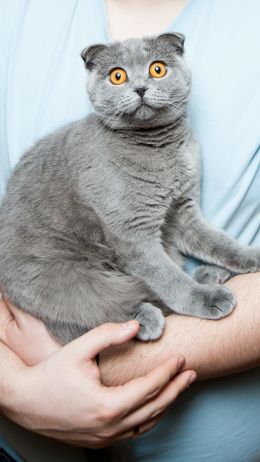 pet, cat Wallpaper 750x1334