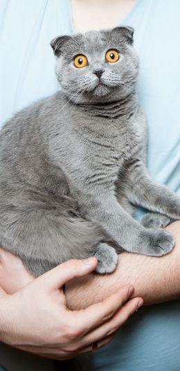 pet, cat Wallpaper 1080x2220