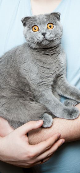 pet, cat Wallpaper 1080x2340