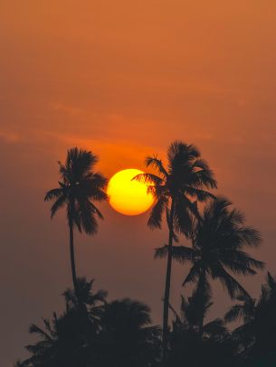 Обои 1668x2224 солнце, вечер, пальмы