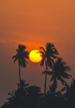sun, evening, palm trees Wallpaper 3980x5720