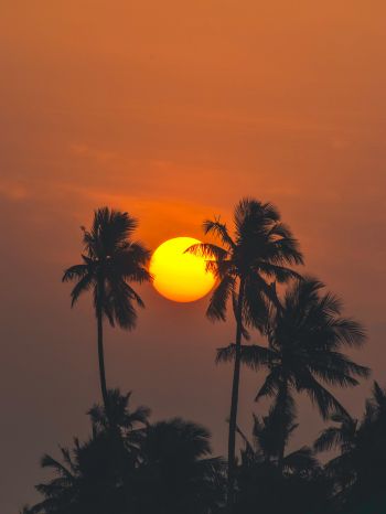 Обои 1536x2048 солнце, вечер, пальмы