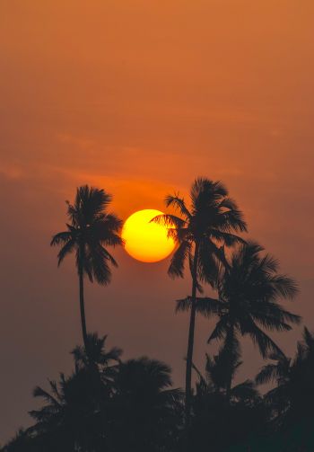 sun, evening, palm trees Wallpaper 1640x2360