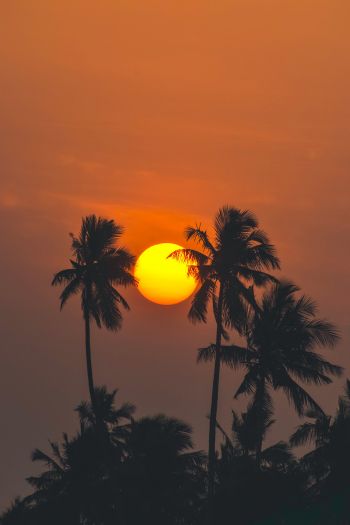 Обои 640x960 солнце, вечер, пальмы