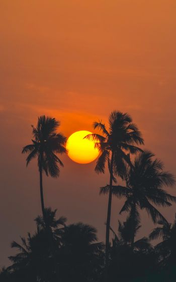 sun, evening, palm trees Wallpaper 1752x2800